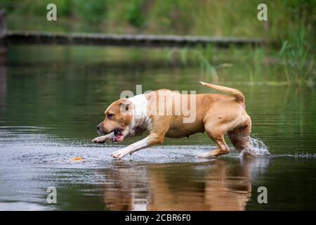 American Staffordshire Terrier springen in den See Stockfoto