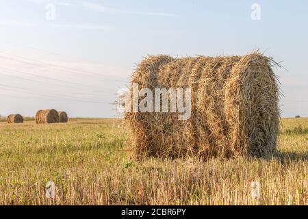 Seitenansicht auf einer vollen Strohhaystack-Walze besaitigt, mehrere Rollen im Hintergrund auf dem Feld. Sommerfarm Landschaft mit einem gepackten Haufen. Agraridee Stockfoto