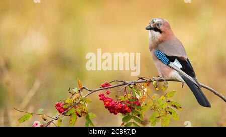 Eurasian jay sitzt auf Zweig im Herbst Natur. Stockfoto