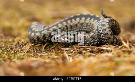 Giftige gemeine Viper, die im Herbst auf dem Boden liegt. Stockfoto