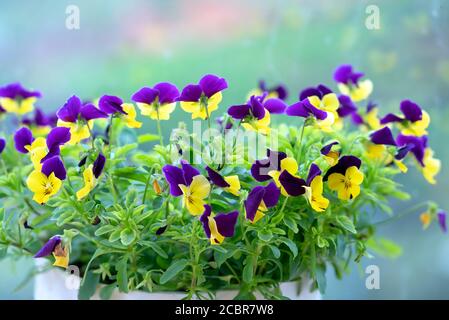 Lila Stiefmütterchen Blumen blühen in dekorativen Töpfen in Ihrem Haus Oder im Garten des Liebhabers Stockfoto