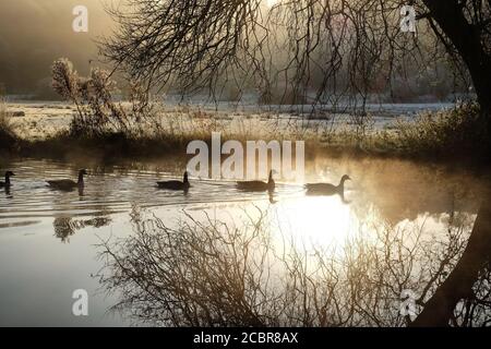Morgennebel und Frost auf dem Fluss Wey, Surrey, an einem kalten Wintermorgen Stockfoto