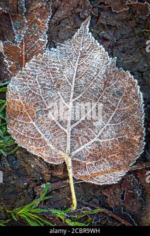 Blick hinunter auf ein frostiges Blatt an einem Wintermorgen Stockfoto