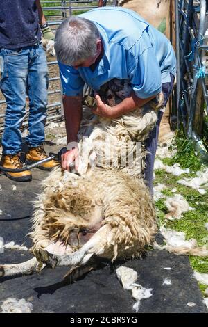 Sheep Shearing, County Kerry Irland Stockfoto