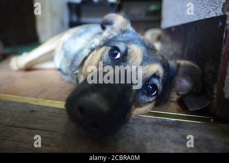 Ein Weitwinkelporträt des Hundes, mit großer Nase und smarten Augen Stockfoto