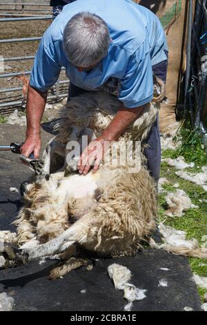 Sheep Shearing, County Kerry Irland Stockfoto