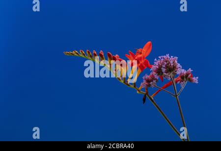 Eine Blume der purpurroten Verbena bonariensis, die zusammen mit einer Blüte der feuerroten Crocosmia Lucifer gesehen wird. Stockfoto