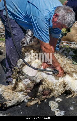 Sheep Shearing, County Kerry Irland Stockfoto