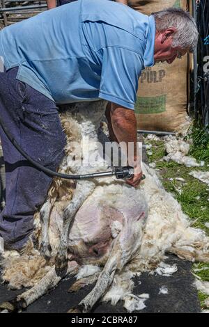 Sheep Shearing, County Kerry Irland Stockfoto