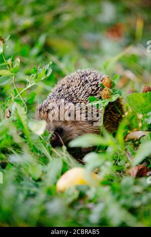 Junger europäischer Igel (Erinaceus europaeus) nur IN Großbritannien und IRLAND Stockfoto