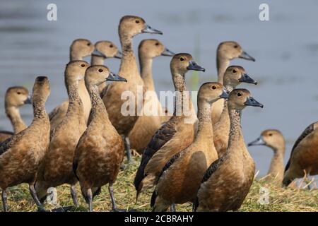 Eine Herde wandernder Pfeifenten, auch bekannt als dendrocygna Arcuata steht mit Wasser im Hintergrund in Rajasthan Indien Am 21. November 2018 Stockfoto