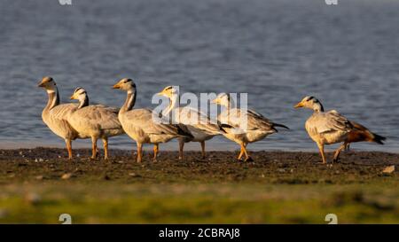 Ein Schwarm von Bar-Kopf Gänse in den Ufern von see in Rajasthan Indien am 23. November 2018 Stockfoto