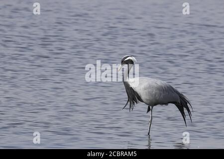 Ein einstehender demoiselle Kran auch als Grus virgo Standing bekannt Auf einem Bein in einem See in Rajasthan Indien Stockfoto
