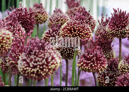 Allium 'Red mohican' in Blüte Stockfoto