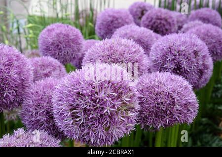 Purple allium 'Flipper Wizard' in Blume Stockfoto