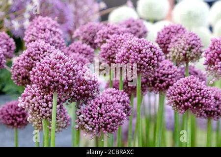 Allium ampeloprasum in Blüte im Frühsommer Stockfoto