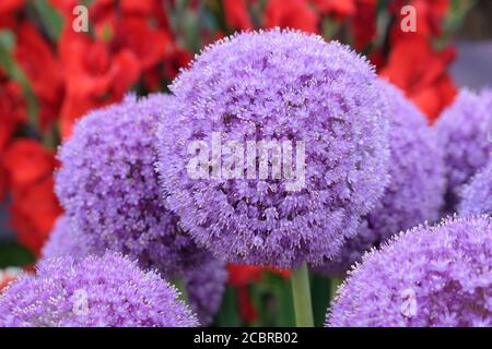 Lila Allium giganteum in Blüte Stockfoto