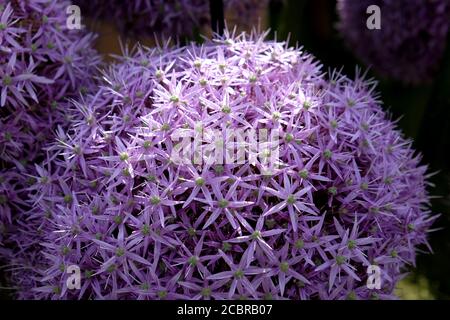Große Allium 'Globemaster' in Blüte Stockfoto