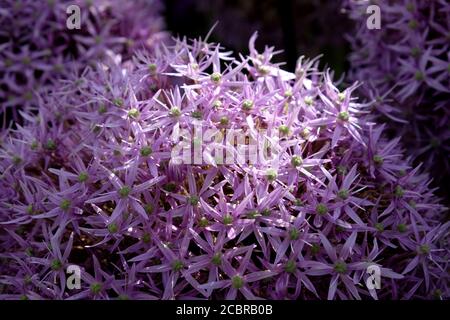 Große Allium 'Globemaster' in Blüte Stockfoto