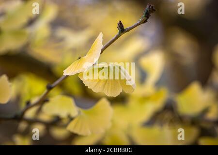 Ginkgo Biloba Blätter auf einem Ast, mit einer geringen Schärfentiefe Stockfoto