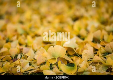 Ein Teppich aus Blättern vom Maidenhair/Ginkgo Baum in der späten Herbst Stockfoto