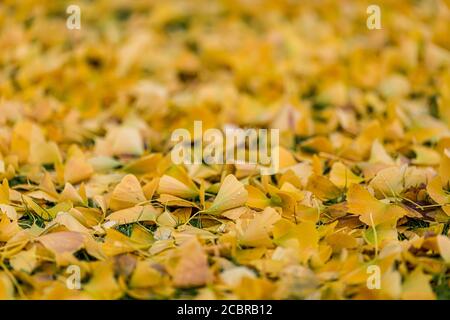 Ein Teppich aus Blättern vom Maidenhair/Ginkgo Baum in der späten Herbst Stockfoto