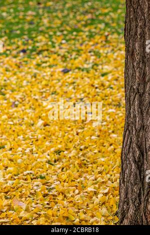 Ginkgo Blätter auf dem Boden im Herbst, um einen Baumstamm Stockfoto