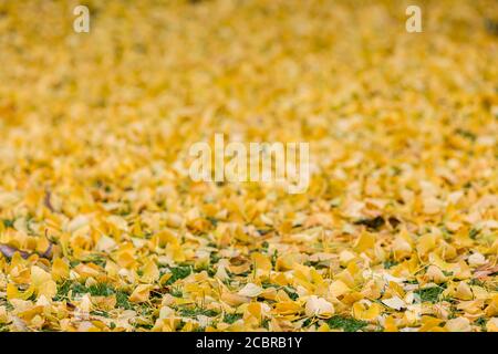 Ein Teppich aus Blättern vom Maidenhair/Ginkgo Baum in der späten Herbst Stockfoto