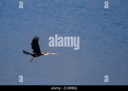 Ein orientalischer Darter auch als indischer Darter in einem niedrigen Flug mit offenen Flügeln und Wasser im Hintergrund Rajasthan Indien Stockfoto