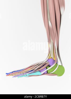 Anatomie Illustration des menschlichen Fußes 3D Illustration. Stockfoto