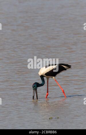 Ein selektives Fokusbild eines Schwarzhalsstorchfindens Essen mit seinem langen Schnabel in Seitenwasser in der Feuchtgebiete von Assam Indien am 6. Dezember 2016 Stockfoto