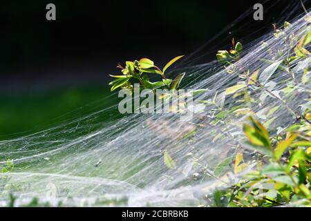 Bristol, Großbritannien. Juli 2020. 31/7/20.EIN Spinnennetz auf einer Hecke in Großbritannien gesehen. Bild: Robert Timoney/Alamy Live News Stockfoto