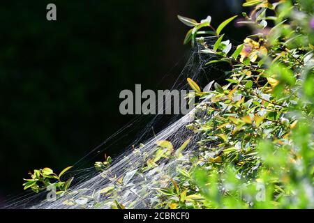 Bristol, Großbritannien. Juli 2020. 31/7/20.EIN Spinnennetz auf einer Hecke in Großbritannien gesehen. Bild: Robert Timoney/Alamy Live News Stockfoto