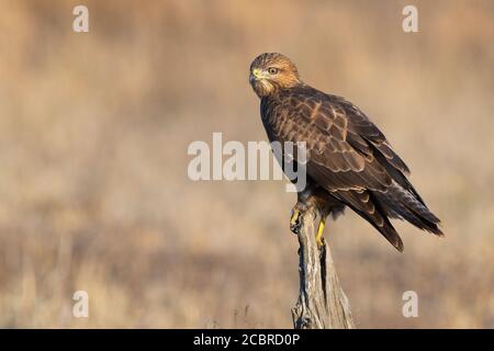 Steppenbuzzard (Buteo buteo vulpinus), Erwachsener auf einem toten Stamm, Mpumalanga, Südafrika Stockfoto