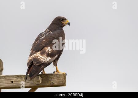 Jackal Buzzard (Buteo rufofuscus), Erwachsener auf einem Pfosten von hinten gesehen, Western Cape, Südafrika Stockfoto