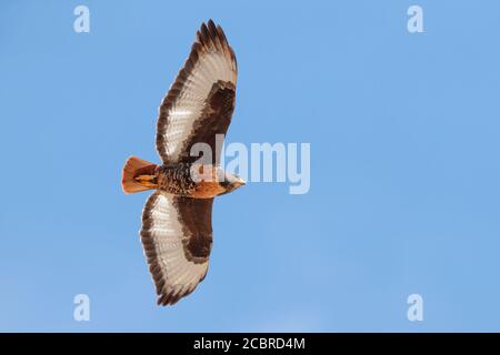 Jackal Buzzard (Buteo rufofuscus), Erwachsener im Flug von unten gesehen, Western Cape, Südafrika Stockfoto