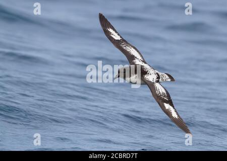 Kap Petrel (Daption capense), Einzelperson im Flug über dem Meer, Westkap, Südafrika Stockfoto