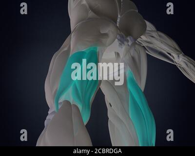 Muskelgruppe der Oberschenkelmuskulatur, menschliches anatomischer Muskelsystem. 3d-Illustration. Stockfoto