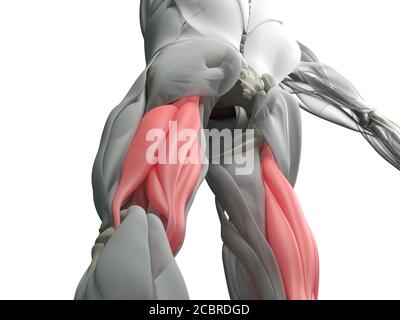 Muskelgruppe der Oberschenkelmuskulatur, menschliches anatomischer Muskelsystem. 3d-Illustration. Stockfoto