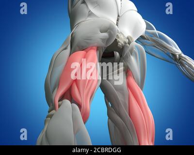 Muskelgruppe der Oberschenkelmuskulatur, menschliches anatomischer Muskelsystem. 3d-Illustration. Stockfoto