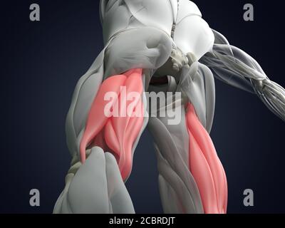 Muskelgruppe der Oberschenkelmuskulatur, menschliches anatomischer Muskelsystem. 3d-Illustration. Stockfoto