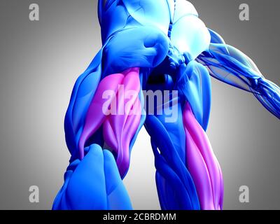 Muskelgruppe der Oberschenkelmuskulatur, menschliches anatomischer Muskelsystem. 3d-Illustration. Stockfoto
