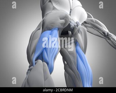 Muskelgruppe der Oberschenkelmuskulatur, menschliches anatomischer Muskelsystem. 3d-Illustration. Stockfoto