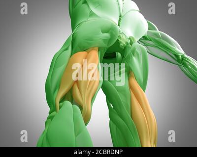 Muskelgruppe der Oberschenkelmuskulatur, menschliches anatomischer Muskelsystem. 3d-Illustration. Stockfoto