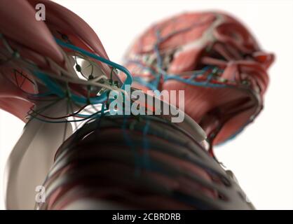 Anatomiedarstellung menschlicher Gefäss- und Muskelsysteme. 3D-Illustration. Stockfoto