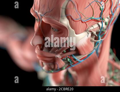 Anatomiedarstellung menschlicher Gefäss- und Muskelsysteme. 3D-Illustration. Stockfoto