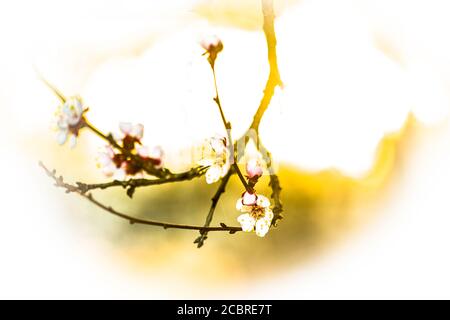 Ein Zweig blühender Aprikosenbaum Stockfoto