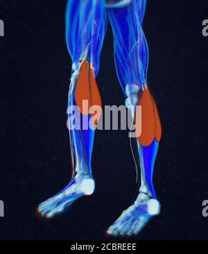 Anatomie Illustration der Kalbsmuskulatur, menschliche Anatomie, Gastrocnemius. 3d-Illustration Stockfoto