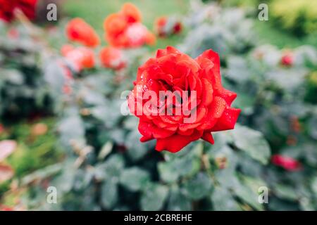 Nahaufnahme einer roten Rose mit Regentropfen Stockfoto