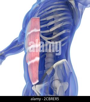 Illustration der Bauchmuskelsystem Muskelanatomie. 3D-Illustration Stockfoto